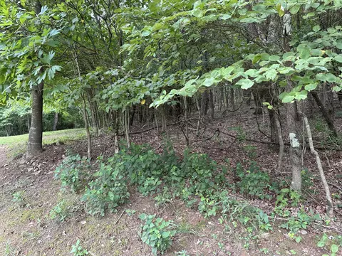 3846 Evan Ln, Roanoke, VA 24012 photo 41