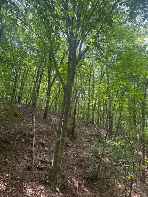 0 Haw Patch Rd, Ferrum, VA 24088 photo 3