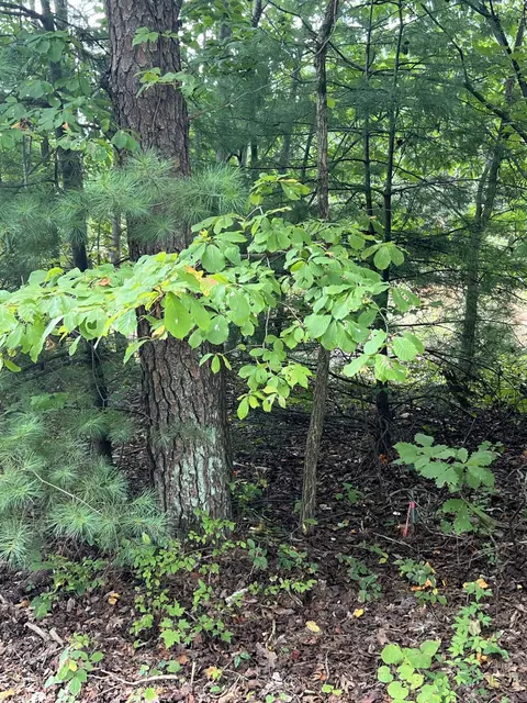 00 Sawmill Rd, Ferrum, VA 24088 photo 8