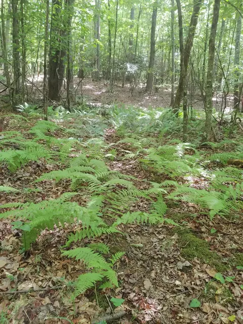 Tbd Nursery Rd, Laurel Fork, VA 24352 photo 11