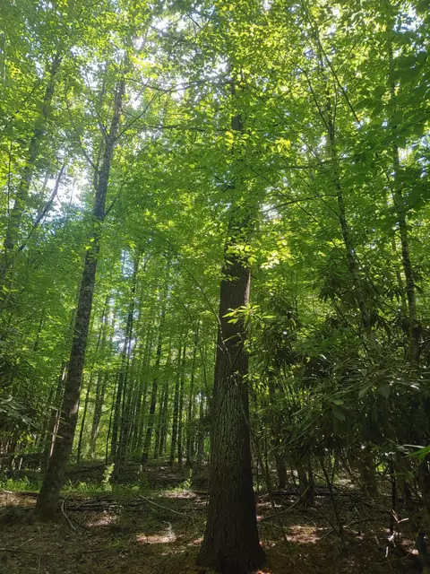Tbd Nursery Rd, Laurel Fork, VA 24352 photo 12