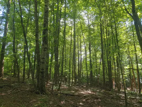 Tbd Nursery Rd, Laurel Fork, VA 24352 photo 13