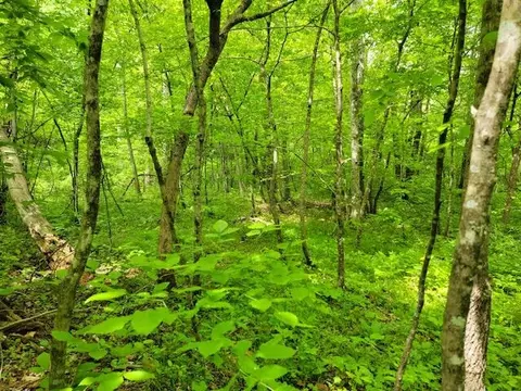 Tbd6 Shortcut Dr, Woolwine, VA 24185 photo 4