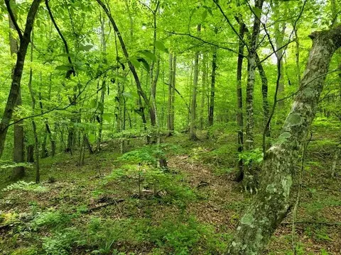 Tbd6 Shortcut Dr, Woolwine, VA 24185 photo 2