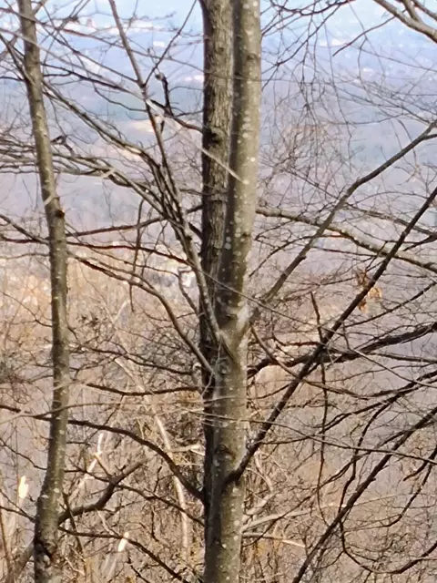 0 Bent Mountain Rd, Bent Mountain, VA 24059 photo 6