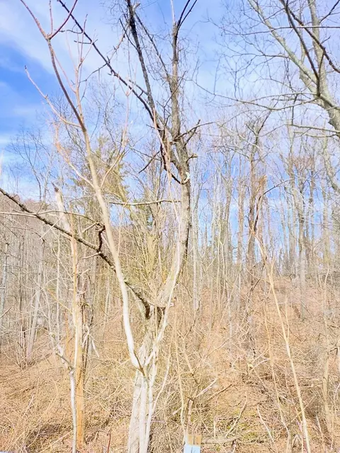 0 Bent Mountain Rd, Bent Mountain, VA 24059 photo 21