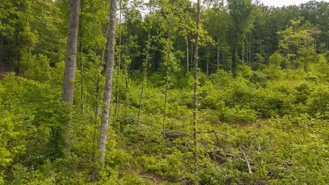 lot2 Shortcut Dr, Woolwine, VA 24185 photo 7