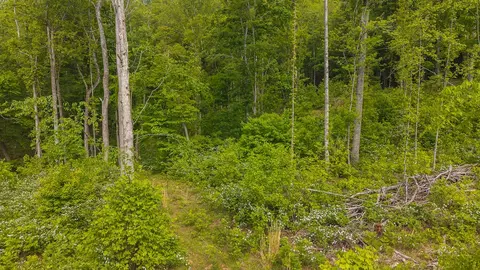 lot2 Shortcut Dr, Woolwine, VA 24185 photo 6