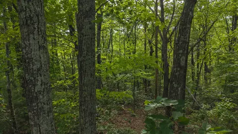 lot5 Shortcut Dr, Woolwine, VA 24185 photo 5