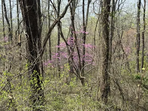 lot1 2 Murray Hollow Rd, Thaxton, VA 24174
