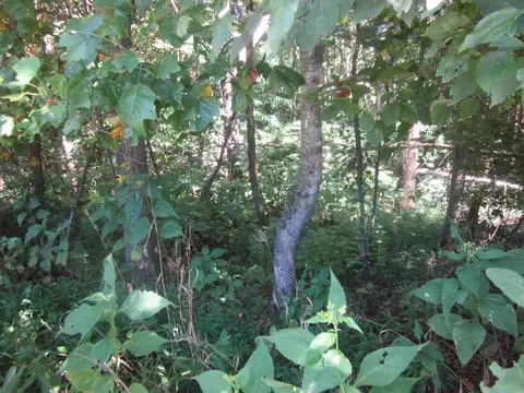 103 River Ridge Dr, Sandy Level, VA 24161 photo 31
