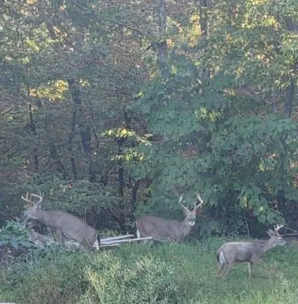 Other - 7923 Poor Mountain Rd, Bent Mountain, VA 24059 photo 26 of 39