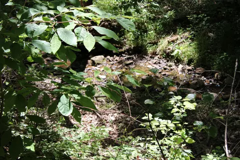 Other - 7923 Poor Mountain Rd, Bent Mountain, VA 24059 photo 30 of 39