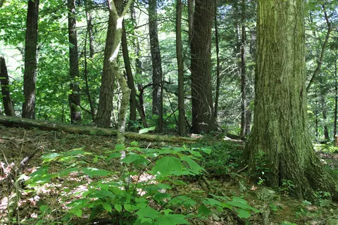 Other - 7923 Poor Mountain Rd, Bent Mountain, VA 24059 photo 39 of 39