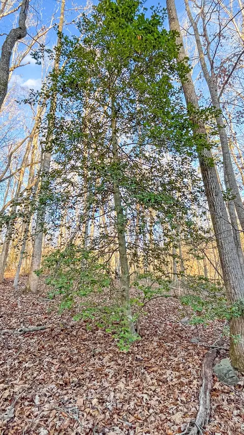 2359 Sago Rd, Penhook, VA 24137 photo 40