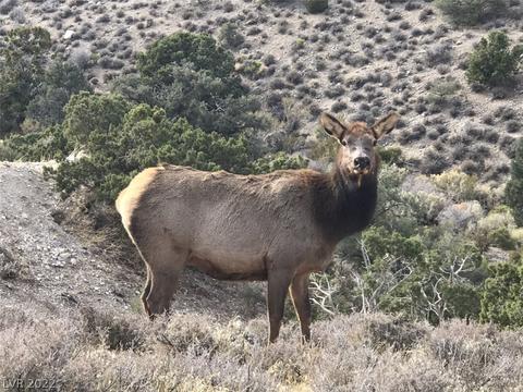 Lonesome Elk Road, Cold Creek, NV 89124