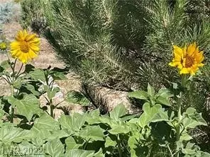 375 W Carson St, Other, NV 89311 photo 3