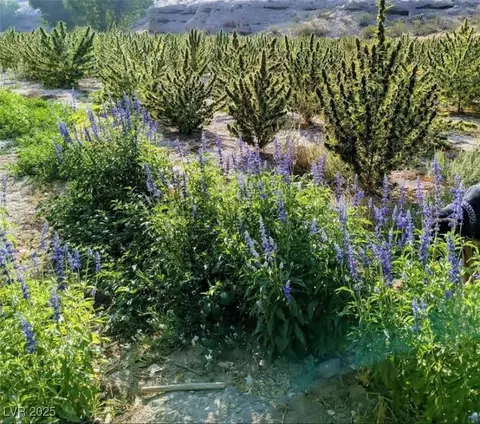 46955 Moapa Rd, Caliente, NV 89008 photo 6