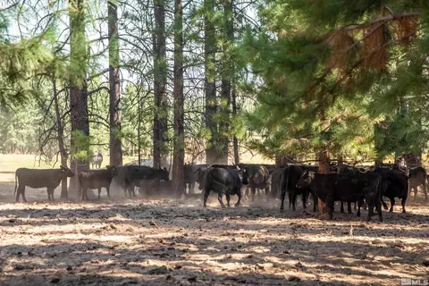 19320 State Highway 89, Markleeville, CA 96120 photo 26