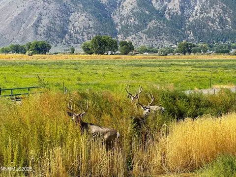 2460 Deerhaven, Minden, NV 89423 photo 23