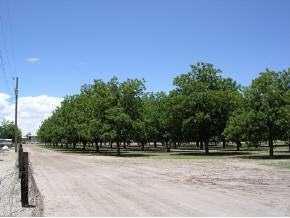 14265 N Loop Rd, Clint, TX 79836 photo 6