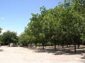 14265 N Loop Rd, Clint, TX 79836 photo 4