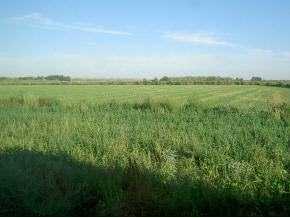 350 Chile Patch, La Union, NM 88021 photo 3
