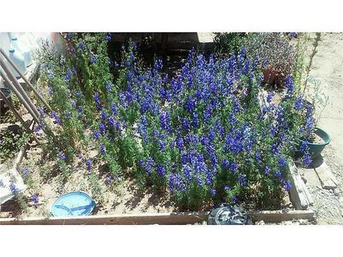 1330 Wright St, El Paso, TX 79902 photo 10