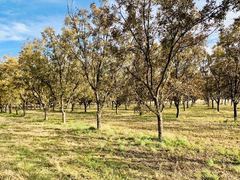 30 Egret Rd, Anthony, NM 88021 photo 36
