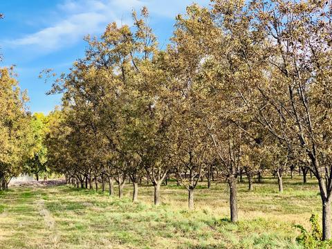 30 Egret Rd, Anthony, NM 88021 photo 5