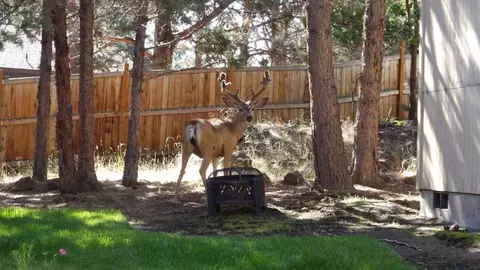 1133 NE Hidden Valley Dr, Bend, OR 97701