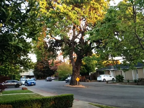 880 Park Dr, Mountain View, CA 94040 photo 7