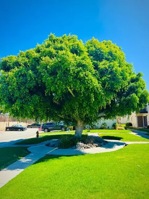 1241 5th Ave, Chula Vista, CA 91911