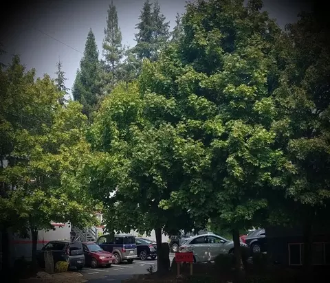 5013 6th Ave 615 N Orch, Tacoma, WA 98406