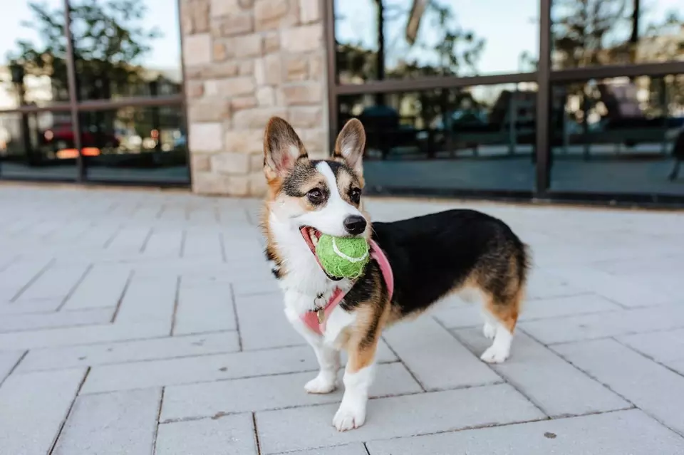  2011 Texas Plaza Dr, Irving, TX 75062 photo 9