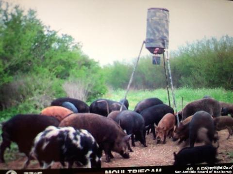 19265 Fm 463, Devine, TX 78016 photo 1