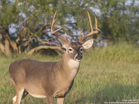 491 Kc 276, Junction, TX 76849 photo 16