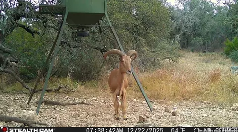 000 Fm 573, Mullin, TX 76864