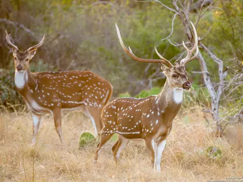 lot29 Vaquero Pass, Boerne, TX 78006