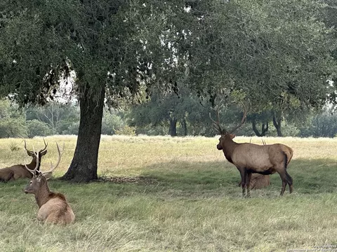 lot42 Blackbuck, Pipe Creek, TX 78063