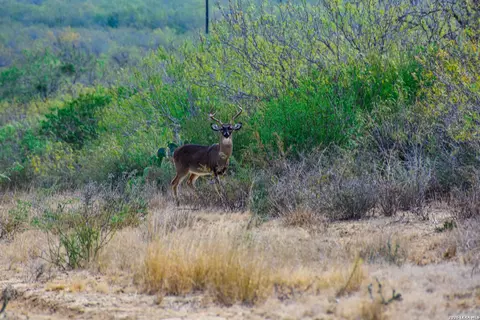 000 Easement Rd, Laredo, TX 78045