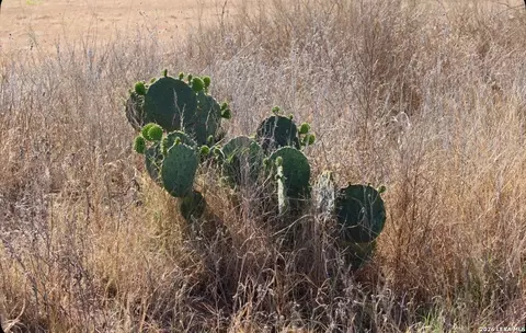 Other - 435 County Road 7715, Devine, TX 78016 photo 2 of 12