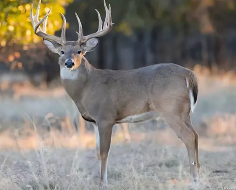 tbd Farm To Market 1796, Dhanis, TX 78860