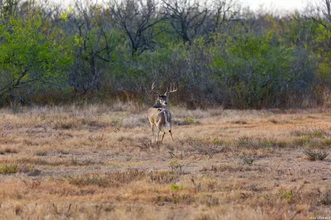 1572 Texas 131, Brackettville, TX 78832