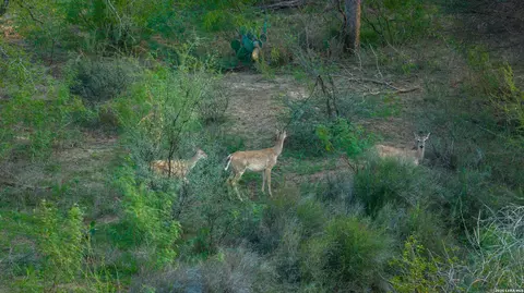 Other - 5797 Fm 3408, Cotulla, TX 78014 photo 11 of 15
