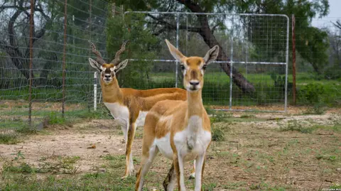 Other - 5797 Fm 3408, Cotulla, TX 78014 photo 6 of 15