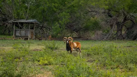 Other - 5797 Fm 3408, Cotulla, TX 78014 photo 5 of 15