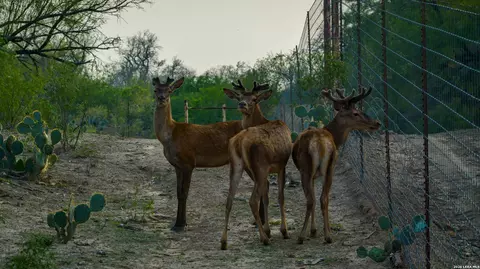 Other - 5797 Fm 3408, Cotulla, TX 78014 photo 9 of 15