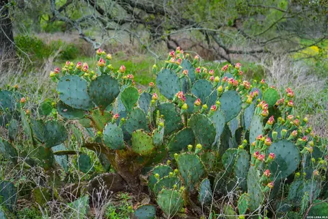 Other - 1407 County Road 761, Devine, TX 78016 photo 11 of 14