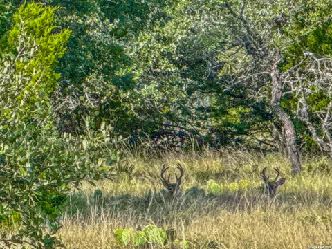 20945 Cactus Rd, Eldorado, TX 76936 photo 6